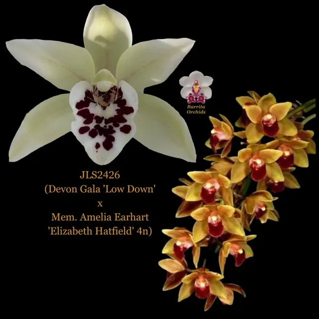 Cymbidium Devon Gala x Mem. Amelia Earhart (Cymbidium)