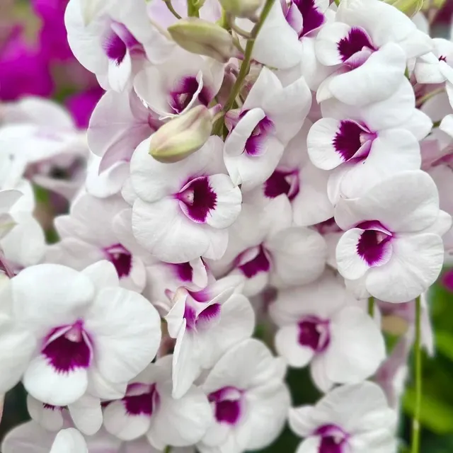 Dendrobium Wattana (Dendrobium)