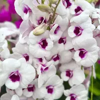 Ready to Flower Size Dendrobium Wattana