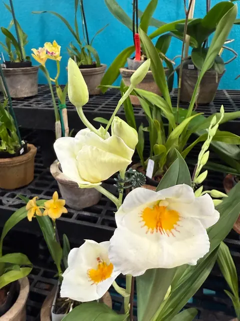 Miltoniopsis Snow Charm AM/AOS 'Mauna Kea' (Miltoniopsis)