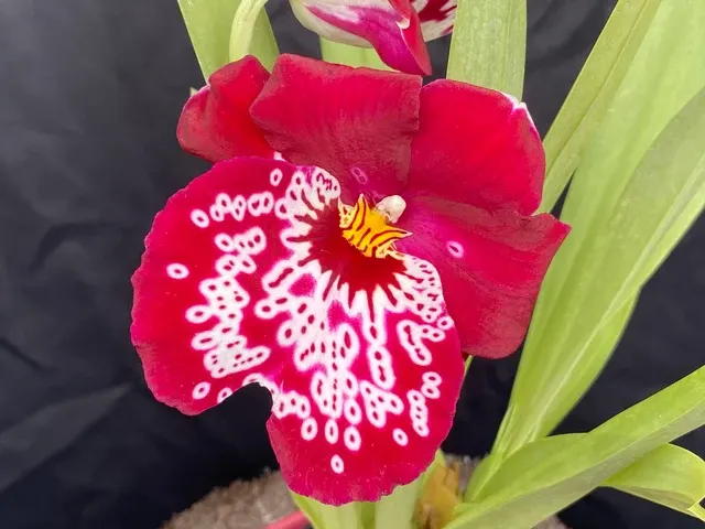 Miltoniopsis Tome Yokohama 'Golden Gate'