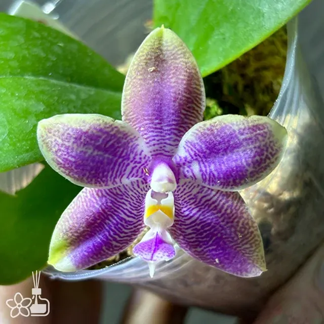 Phalaenopsis Miki Sabina 'Sweet Dreams'