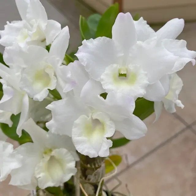Dendrobium Tianmu Plain Botan - Buds