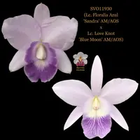 Cattleya Orchid Hybrid SVO11930 (Lc. Floralia Azul 'Sandra' AM/AOS x Lc. Love Knot 'Blue Moon' AM/AOS)
