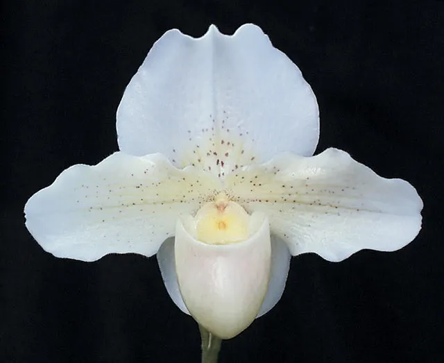 Paphiopedilum Jack Tonkin S Choice' AM/AOS 'Val'