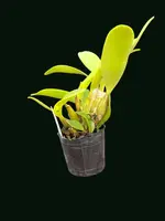 Dendrobium spectabile