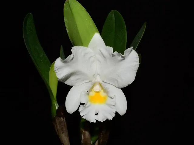 Rhyncholaeliocattleya Pink Sky