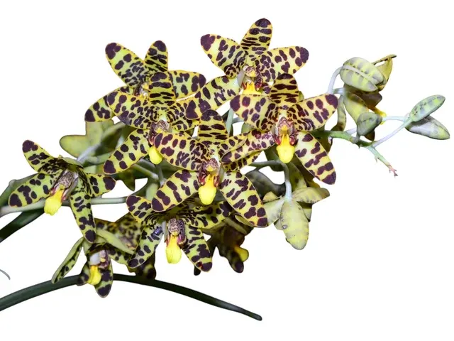 Ansellia africana (Ansellia)
