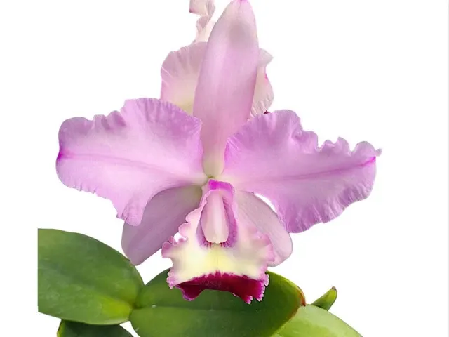 Cattleya GB (Cattleya)