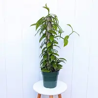 LIVE 6” Vanilla Orchid Plant, Rare Trailing Houseplant, Vanilla Planifolia, Unique Indoor Gift for Plant Lovers