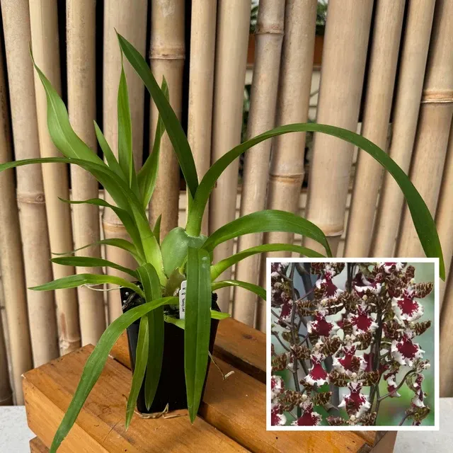 Oncostele Everglades Elegance 'Nancy Lee' (Oncostele)