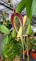 Bulb. masdevalliaceum