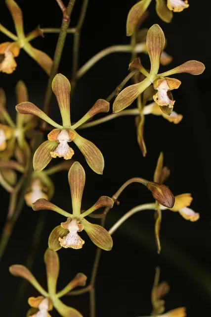 Encyclia parviflora (Encyclia)