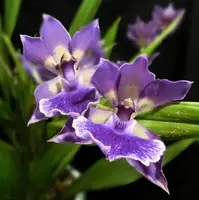 Zygonisia Murasakikomachi (Zns. Roquebrune x Agn. cyanea)