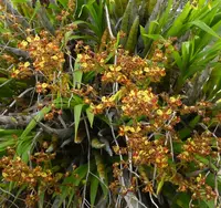 Cyrtopodium punctatum.