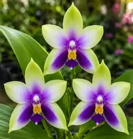 Ready to Flower Size Phalaenopsis Bellina f. Coerulea (BELLA V CR)