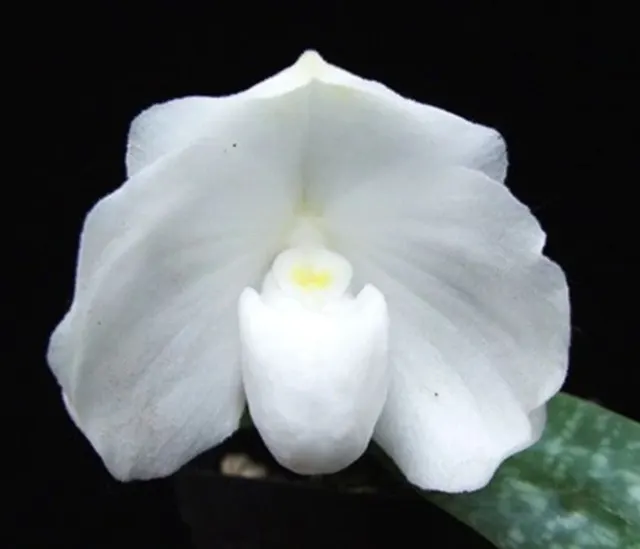 Paphiopedilum godefroyae fma album (Paphiopedilum)
