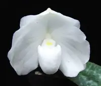 Paphiopedilum godefroyae fma. album ‘Bone China’ x sib – 6072