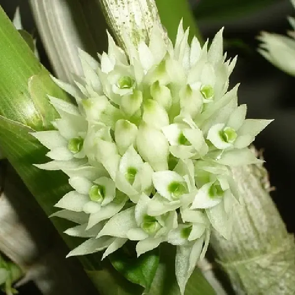 Dendrobium capituliflorum (Dendrobium)