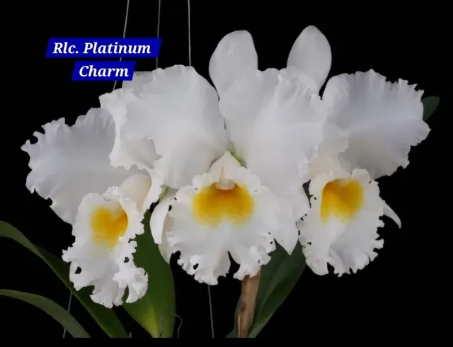 Cattleya 3 Orchid (Cattleya)