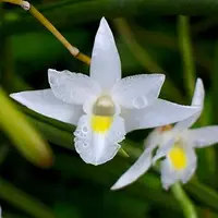 Dendrobium crumenatum sp. Orchid Plant - BS