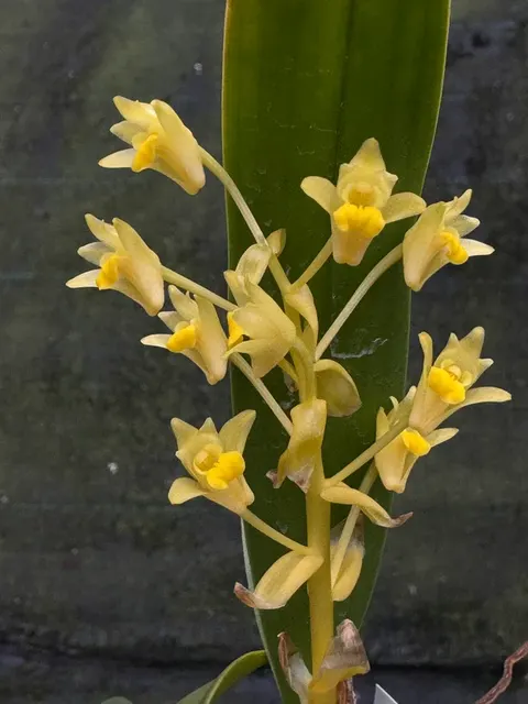 Eria bractescens (Eria)