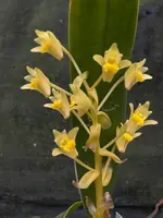 Eria bractescens