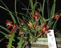 Maxillaria-tenuifolia — Other Plants