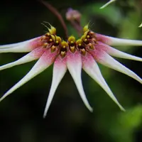 Bulbophyllum cercanthum