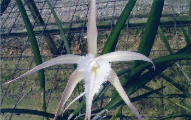 Brassavola David Sander 'Fireworks'