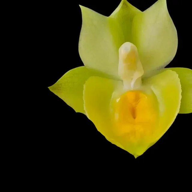 Catasetum Pileabrosum Green ‘Green Bat’ (Catasetum)