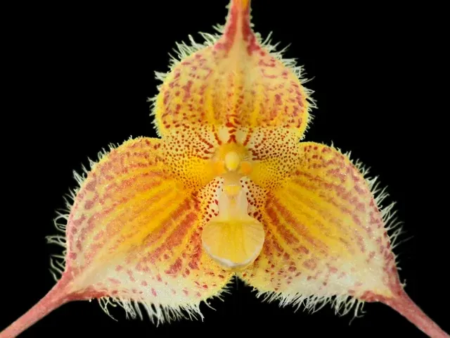 Dracula diana xanthina