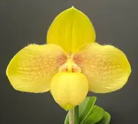 Paphiopedilum TRISTAR MOON (Wössner China Moon x hangianum)