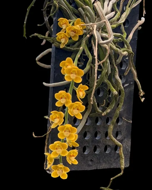 Chiloschista nakornpanomensis (Chiloschista)