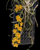 Chiloschista nakornpanomensis