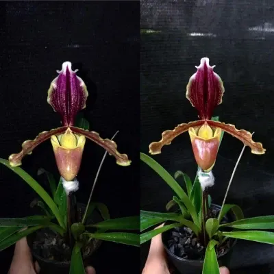 Paphiopedilum barbigerum var sulivongii (Paphiopedilum)