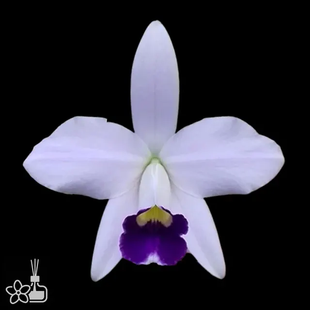 Laelia pumila caerulea
