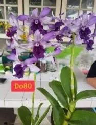 Dendrobium Serene Chang Blue (Dendrobium)