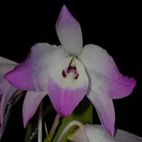 Dendrobium nobile fma. 'Vietnum' (linawianum)