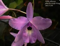 Laelia rubescens