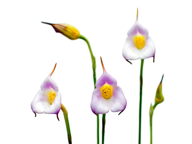 Masdevallia uniflora 'albina' (Masdevallia)