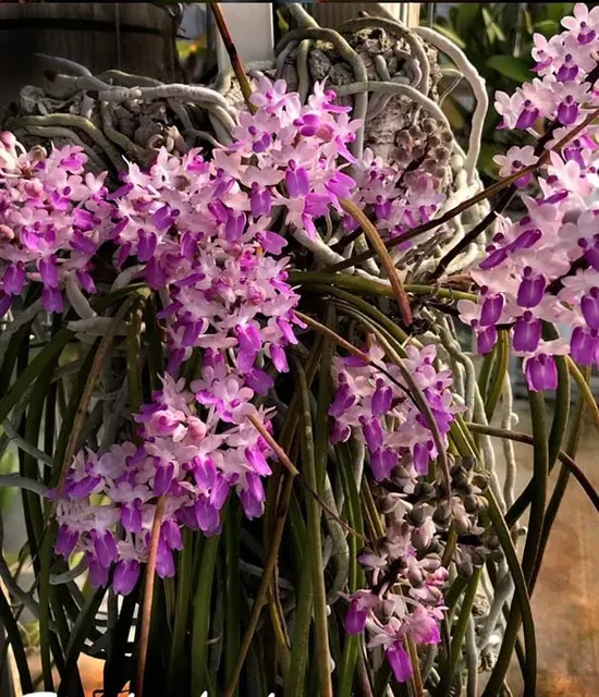 Seidenfadenia mitrata species (Seidenfadenia)