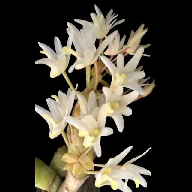 Eria obesa (Eria)