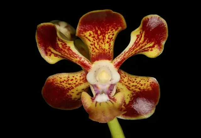 Vanda merrillii x self (Vanda)