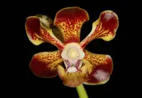 Vanda merrillii x self