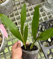 Coelogyne lawrenceana
