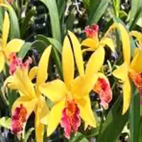 Cattleya Orchid Plant Cat. Change colour #2 Mature - Ready To Flower