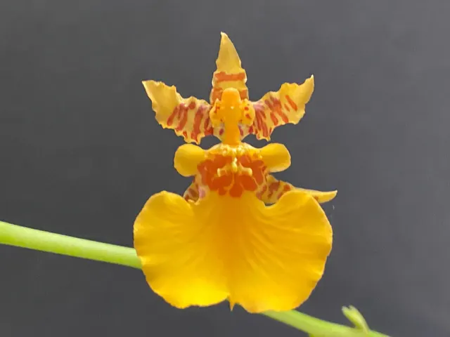 Oncidesa Gower Ramsey 'Orange'
