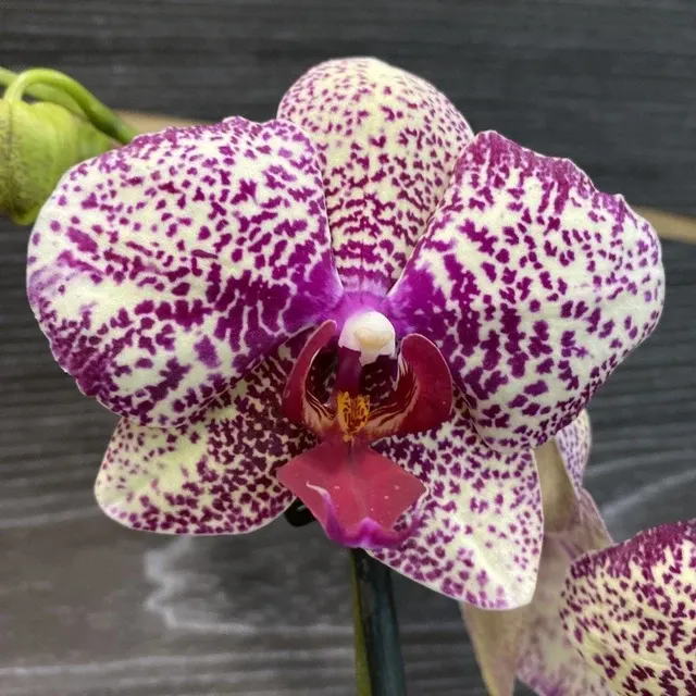 Phalaenopsis Yolo