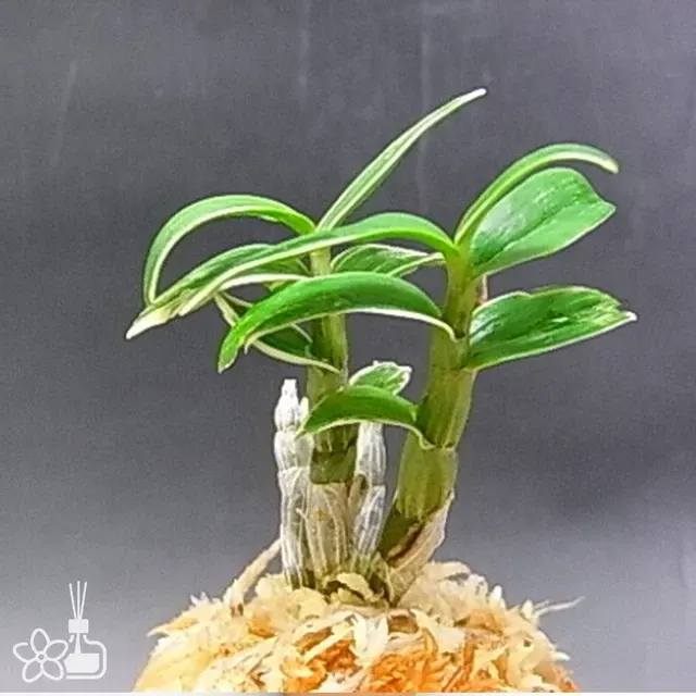 Dendrobium moniliforme 'takachihofukurin'